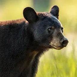 Bear call