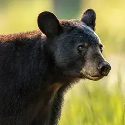 Appels de chasse à l'ours noir