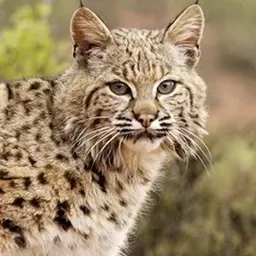 Bobcat call