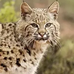 Bobcat drawn in by the best predator calls