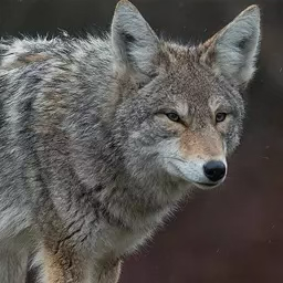 Coyote call