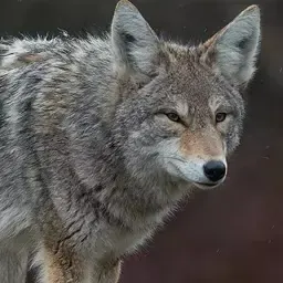 Coyote howling at night