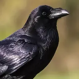 Krähen Jagdrufe