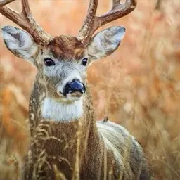 Rutting buck responding to deer mating calls
