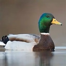 Mallard duck call