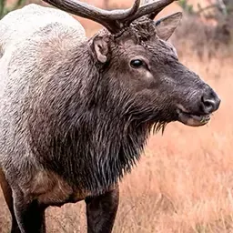 Bull elk bugling during the rut