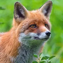 Red fox call