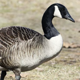 Canada goose call