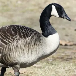Canada goose call