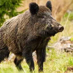 Wild hog call