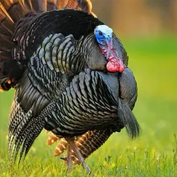 Wild hen turkey making yelp calls